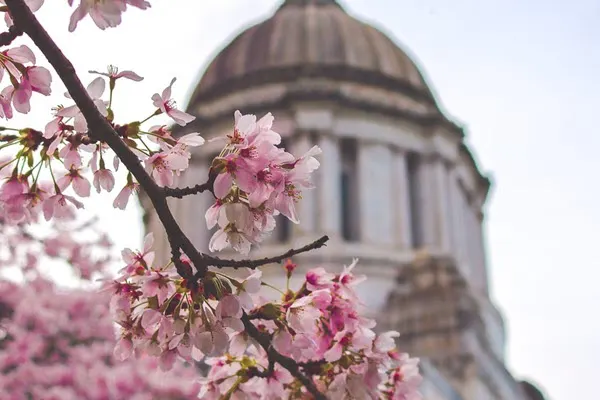 washington state pink flowers